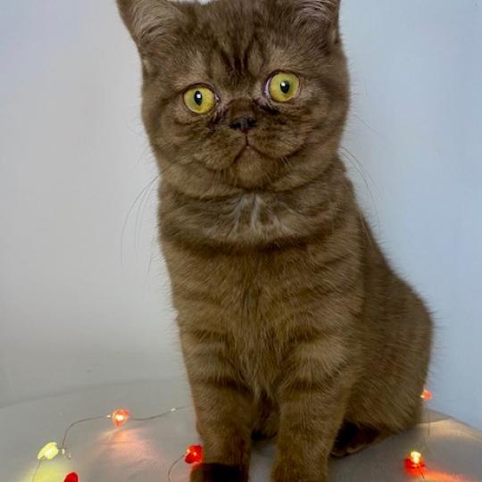 chat British Shorthair chocolate smoke AYVIDENCE Chatterie des 7'N Rock chocolate smoke 