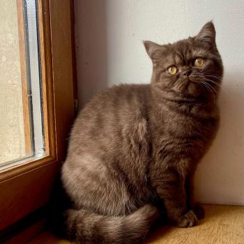 AYVIDENCE DE LA HILANNE Femelle British Shorthair