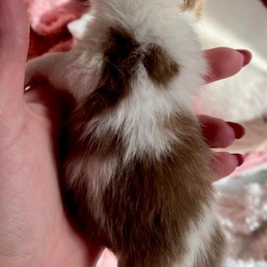 chaton British Shorthair chocolate ticked tabby bicolor B' Chatterie des 7'N Rock chocolate ticked tabby bicolor