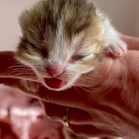 chaton British Shorthair chocolate ticked tabby bicolor B' Chatterie des 7'N Rock chocolate ticked tabby bicolor