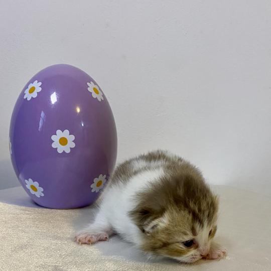 chaton British Shorthair chocolate ticked tabby bicolor BIRDY Chatterie des 7'N Rock chocolate ticked tabby bicolor