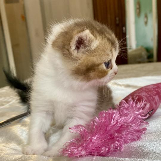 chaton British Shorthair chocolate ticked tabby bicolor BIRDY Chatterie des 7'N Rock chocolate ticked tabby bicolor