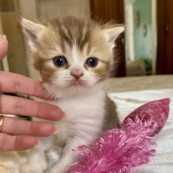 BIRDY Mâle British Shorthair