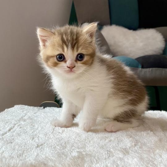 chaton British Shorthair chocolate ticked tabby bicolor BIRDY Chatterie des 7'N Rock chocolate ticked tabby bicolor