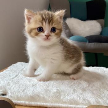 BIRDY Mâle British Shorthair