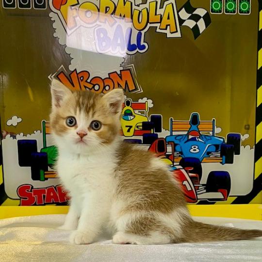 chaton British Shorthair chocolate ticked tabby bicolor BUCK Chatterie des 7'N Rock chocolate ticked tabby bicolor