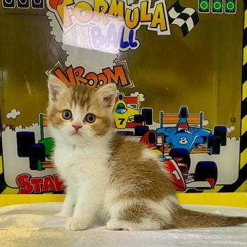 BUCK Mâle British Shorthair