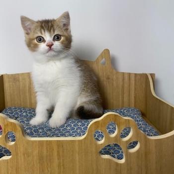 BUCK Mâle British Shorthair