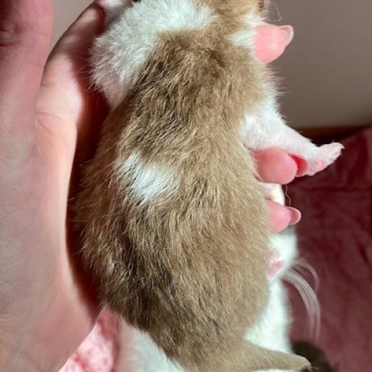 chaton British Shorthair chocolate ticked tabby bicolor BAKERY Chatterie des 7'N Rock chocolate ticked tabby bicolor