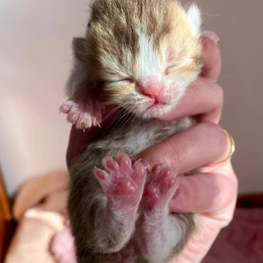 chaton British Shorthair chocolate ticked tabby bicolor BAKERY Chatterie des 7'N Rock chocolate ticked tabby bicolor