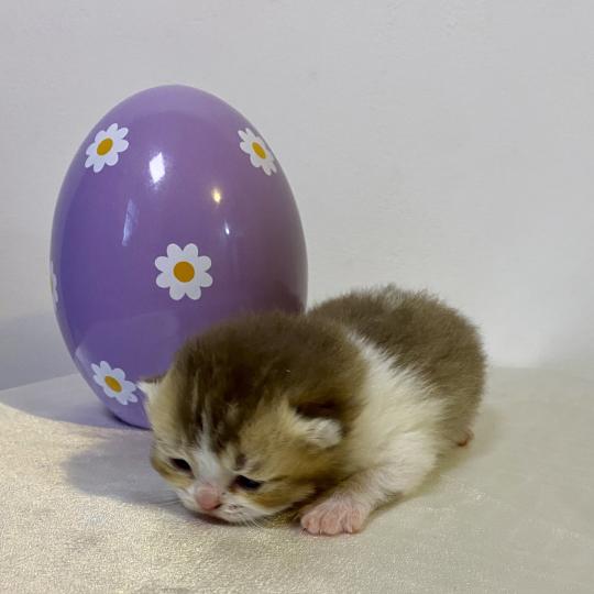 chaton British Shorthair chocolate ticked tabby bicolor BAKERY Chatterie des 7'N Rock chocolate ticked tabby bicolor