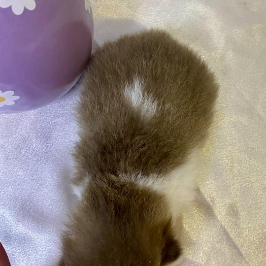 chaton British Shorthair chocolate ticked tabby bicolor BAKERY Chatterie des 7'N Rock chocolate ticked tabby bicolor