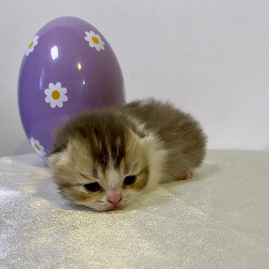 chaton British Shorthair chocolate ticked tabby bicolor BAKERY Chatterie des 7'N Rock chocolate ticked tabby bicolor