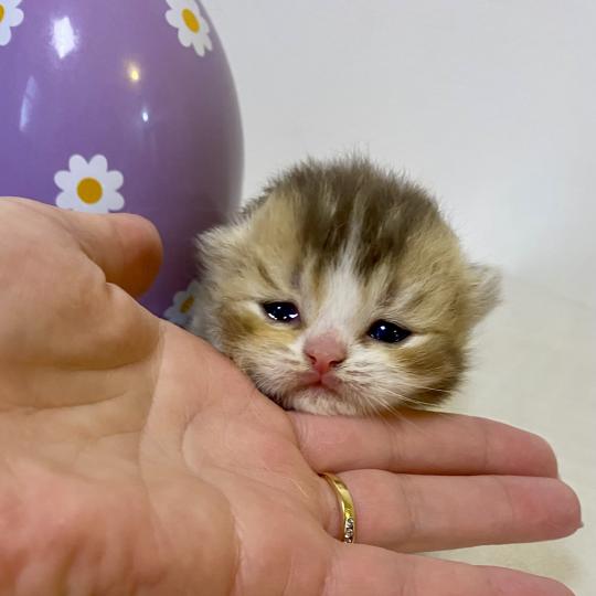 chaton British Shorthair chocolate ticked tabby bicolor BAKERY Chatterie des 7'N Rock chocolate ticked tabby bicolor