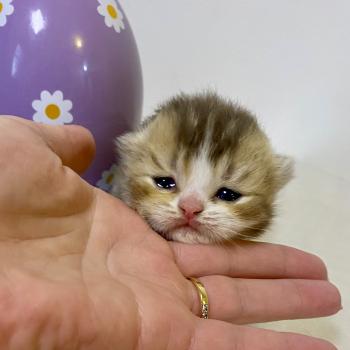 BAKERY Femelle British Shorthair