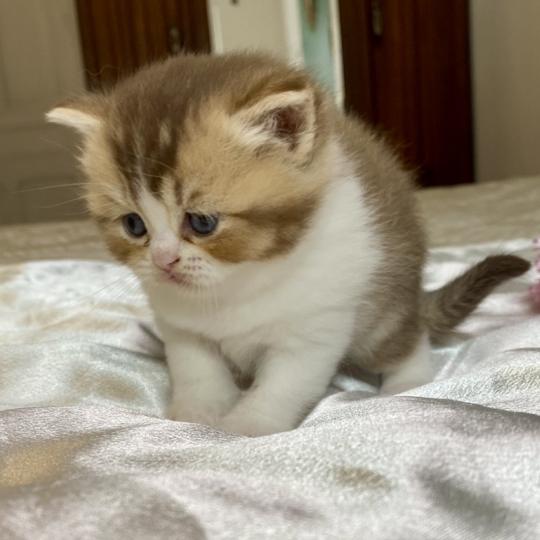 chaton British Shorthair chocolate ticked tabby bicolor BAKERY Chatterie des 7'N Rock chocolate ticked tabby bicolor