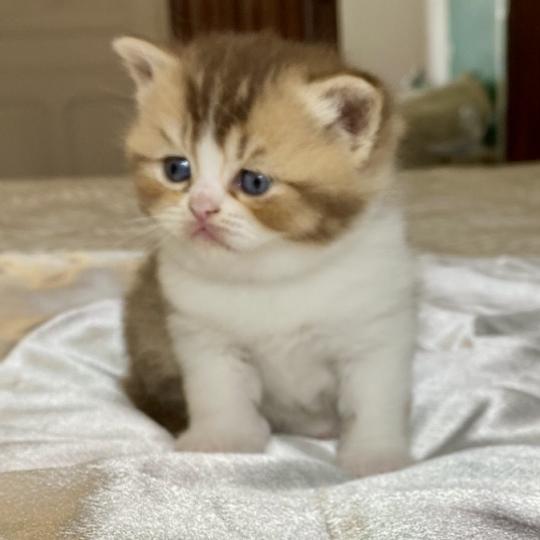 chaton British Shorthair chocolate ticked tabby bicolor BAKERY Chatterie des 7'N Rock chocolate ticked tabby bicolor