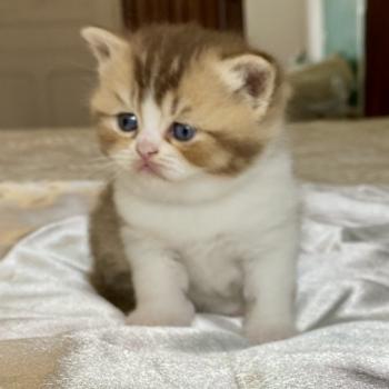 BAKERY Femelle British Shorthair