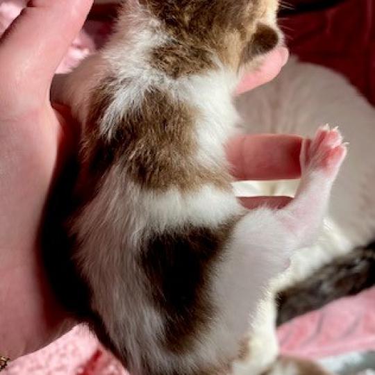 chaton British Shorthair chocolate ticked tabby bicolor BASSAI Chatterie des 7'N Rock chocolate ticked tabby bicolor