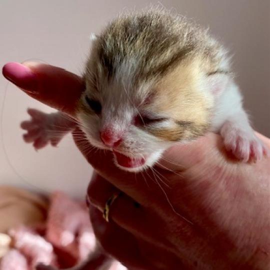 chaton British Shorthair chocolate ticked tabby bicolor BASSAI Chatterie des 7'N Rock chocolate ticked tabby bicolor