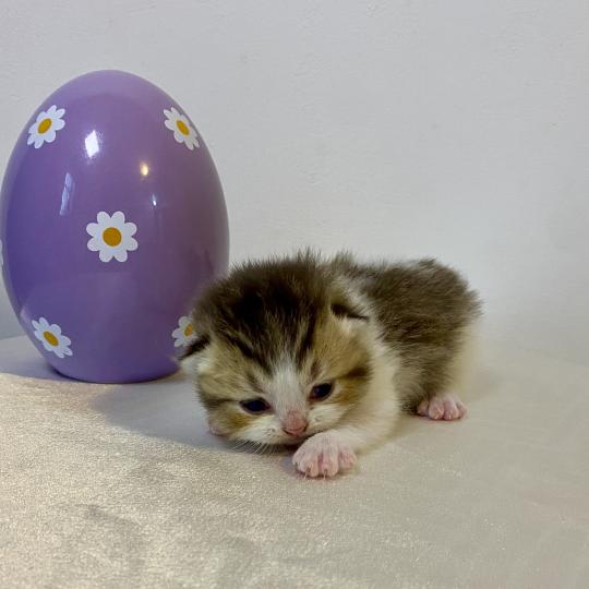 chaton British Shorthair chocolate ticked tabby bicolor BASSAI Chatterie des 7'N Rock chocolate ticked tabby bicolor