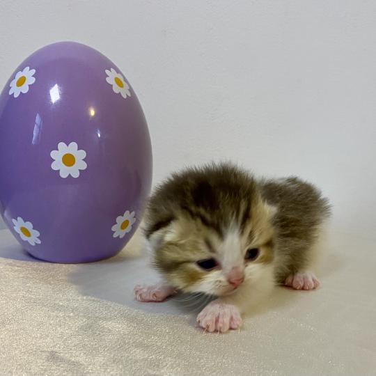 chaton British Shorthair chocolate ticked tabby bicolor BASSAI Chatterie des 7'N Rock chocolate ticked tabby bicolor