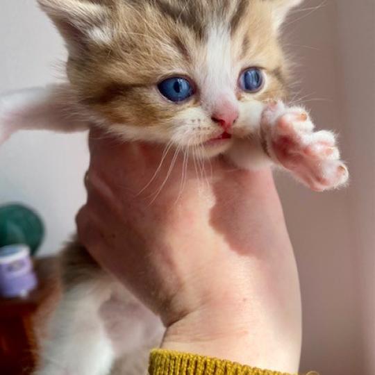 chaton British Shorthair chocolate ticked tabby bicolor BASSAI Chatterie des 7'N Rock chocolate ticked tabby bicolor