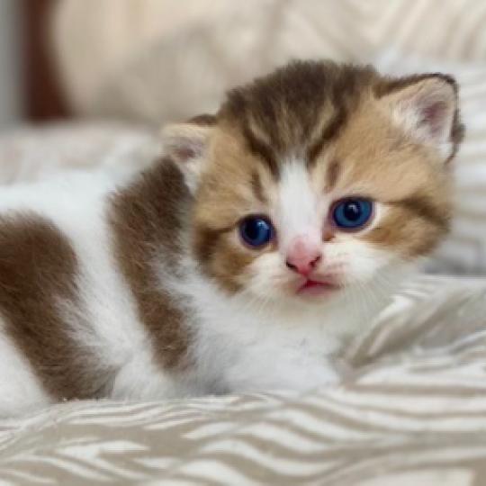 chaton British Shorthair chocolate ticked tabby bicolor BASSAI Chatterie des 7'N Rock chocolate ticked tabby bicolor