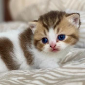 BASSAI Mâle British Shorthair