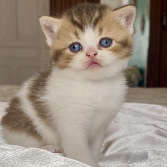 chaton British Shorthair chocolate ticked tabby bicolor BASSAI Chatterie des 7'N Rock chocolate ticked tabby bicolor