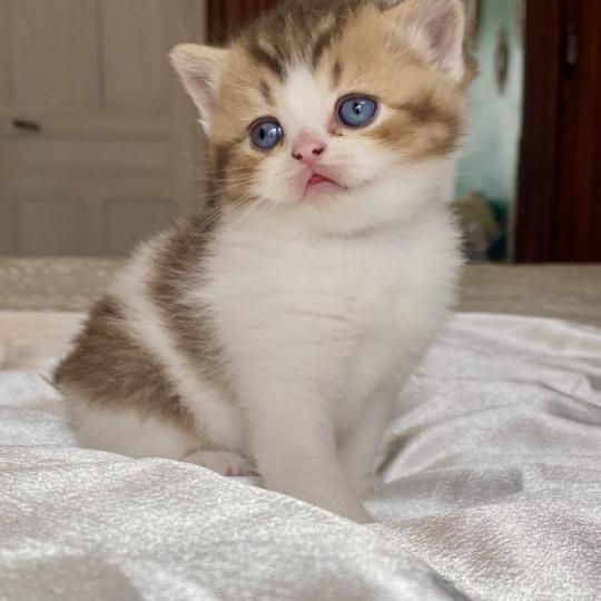 chaton British Shorthair chocolate ticked tabby bicolor BASSAI Chatterie des 7'N Rock chocolate ticked tabby bicolor
