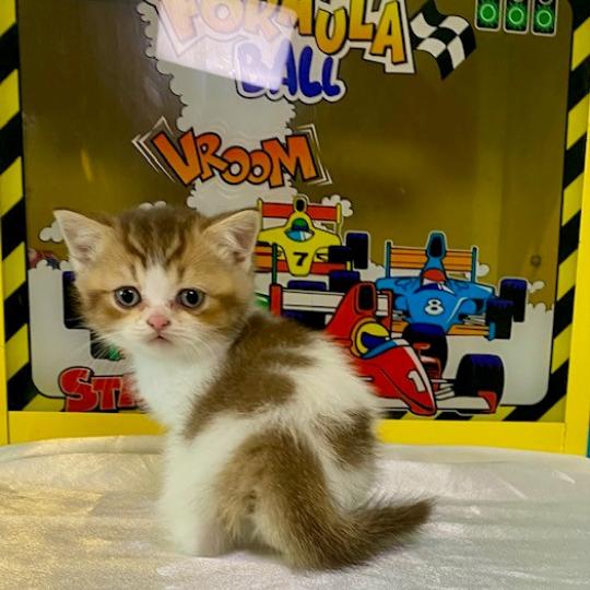 chaton British Shorthair chocolate ticked tabby bicolor BASSAI Chatterie des 7'N Rock chocolate ticked tabby bicolor