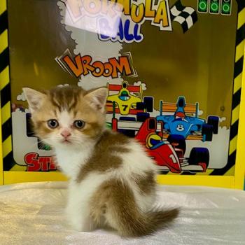 BASSAI Mâle British Shorthair