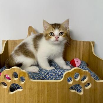 BASSAI Mâle British Shorthair