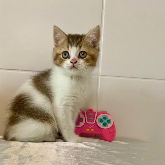 chaton British Shorthair chocolate ticked tabby bicolor BASSAI Chatterie des 7'N Rock chocolate ticked tabby bicolor