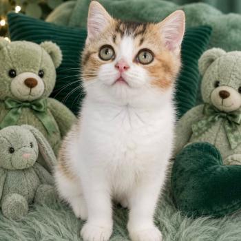 BASSAI Mâle British Shorthair