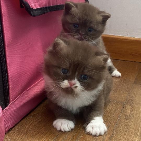 chaton British Shorthair chocolate bicolor BAZOUK Chatterie des 7'N Rock chocolate bicolor