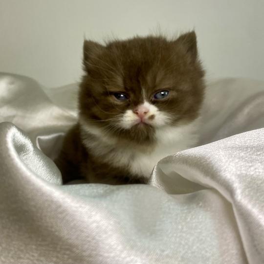 chaton British Shorthair chocolate bicolor BAZOUK Chatterie des 7'N Rock chocolate bicolor