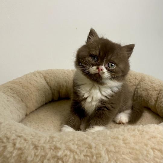chaton British Shorthair chocolate bicolor BAZOUK Chatterie des 7'N Rock chocolate bicolor