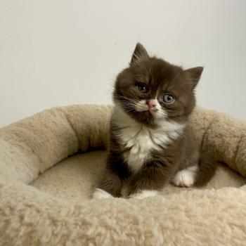 BAZOUK des 7'N Rock Mâle British Shorthair