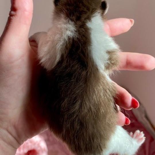 chaton British Shorthair chocolate bicolor BELKYO Chatterie des 7'N Rock chocolate bicolor