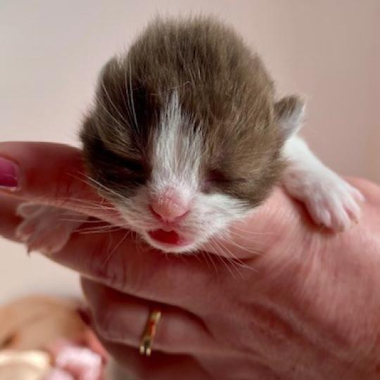 chaton British Shorthair chocolate bicolor BELKYO Chatterie des 7'N Rock chocolate bicolor