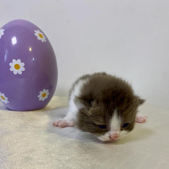 chaton British Shorthair chocolate bicolor BELKYE Chatterie des 7'N Rock chocolate bicolor