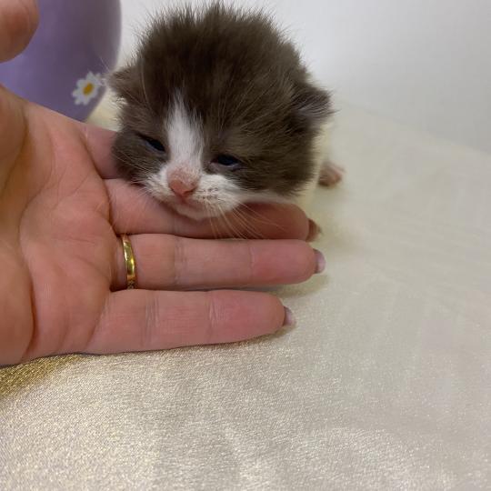 chaton British Shorthair chocolate bicolor BELKYE Chatterie des 7'N Rock chocolate bicolor