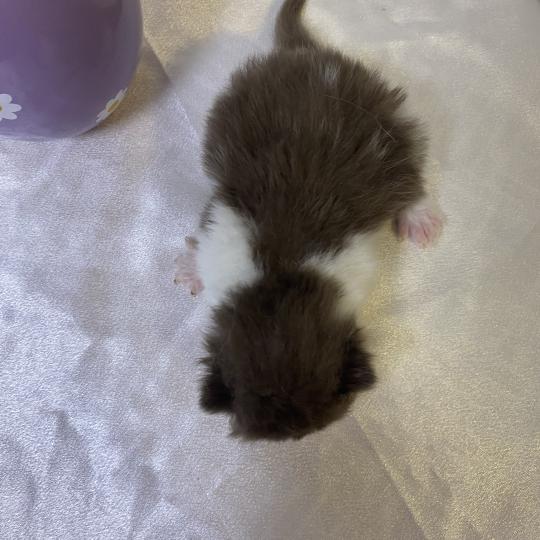 chaton British Shorthair chocolate bicolor BELKYE Chatterie des 7'N Rock chocolate bicolor