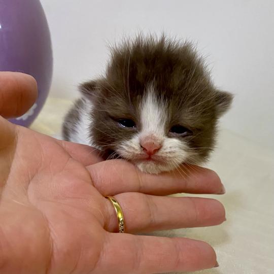 chaton British Shorthair chocolate bicolor BELKYE Chatterie des 7'N Rock chocolate bicolor