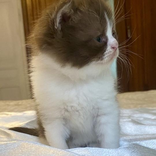 chaton British Shorthair chocolate bicolor BELKYE Chatterie des 7'N Rock chocolate bicolor