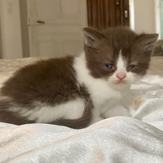 chaton British Shorthair chocolate bicolor BELKYE Chatterie des 7'N Rock chocolate bicolor