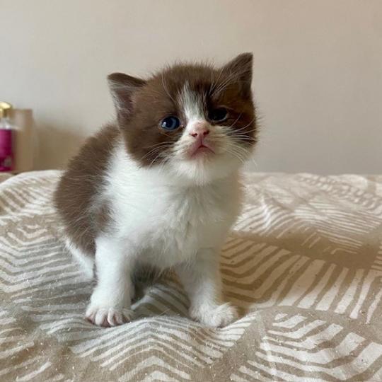 chaton British Shorthair chocolate bicolor BELKYE Chatterie des 7'N Rock chocolate bicolor