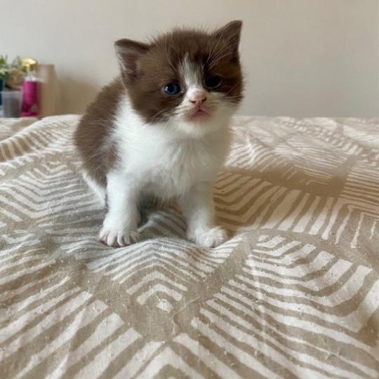 chaton British Shorthair chocolate bicolor BELKYE Chatterie des 7'N Rock chocolate bicolor